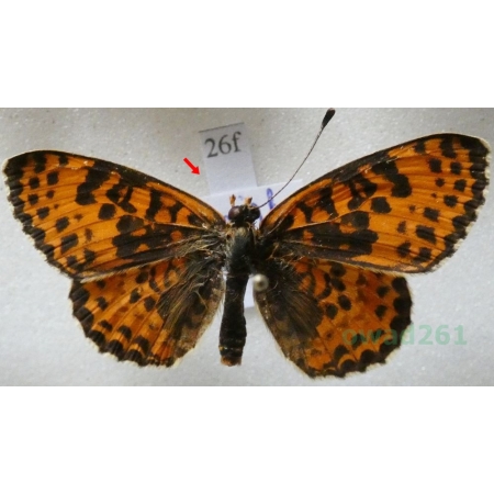 Melitaea didyma (Esper, 1778) male Przeplatka didyma Poland26f